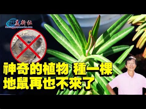 老鼠破壞盆栽|防除老鼠要「鬥智」